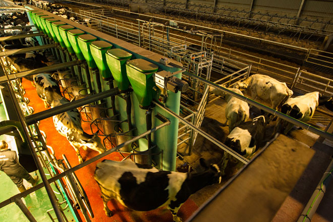 Cows exiting the new 24:24 milking parlour at Dewshill Farm
