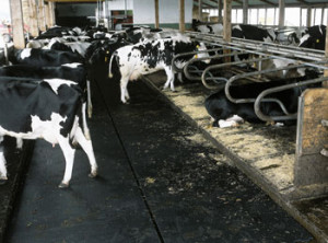 Kraiburg flooring fitted in a cow cubicle shed