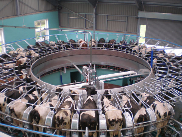 The 40-point GEA AutoRotor milking parlour installed at Shotlinn Farm