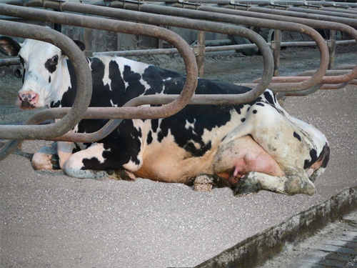 A cow lies on cubicle kept clean and dry with ZorbiSan Active
